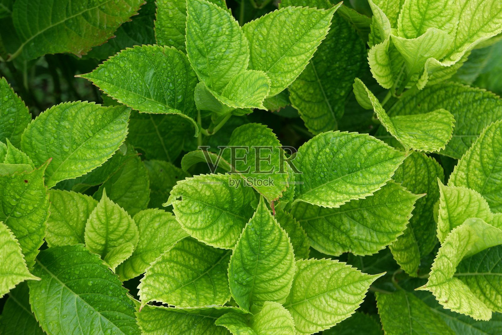 花的力量照片摄影图片