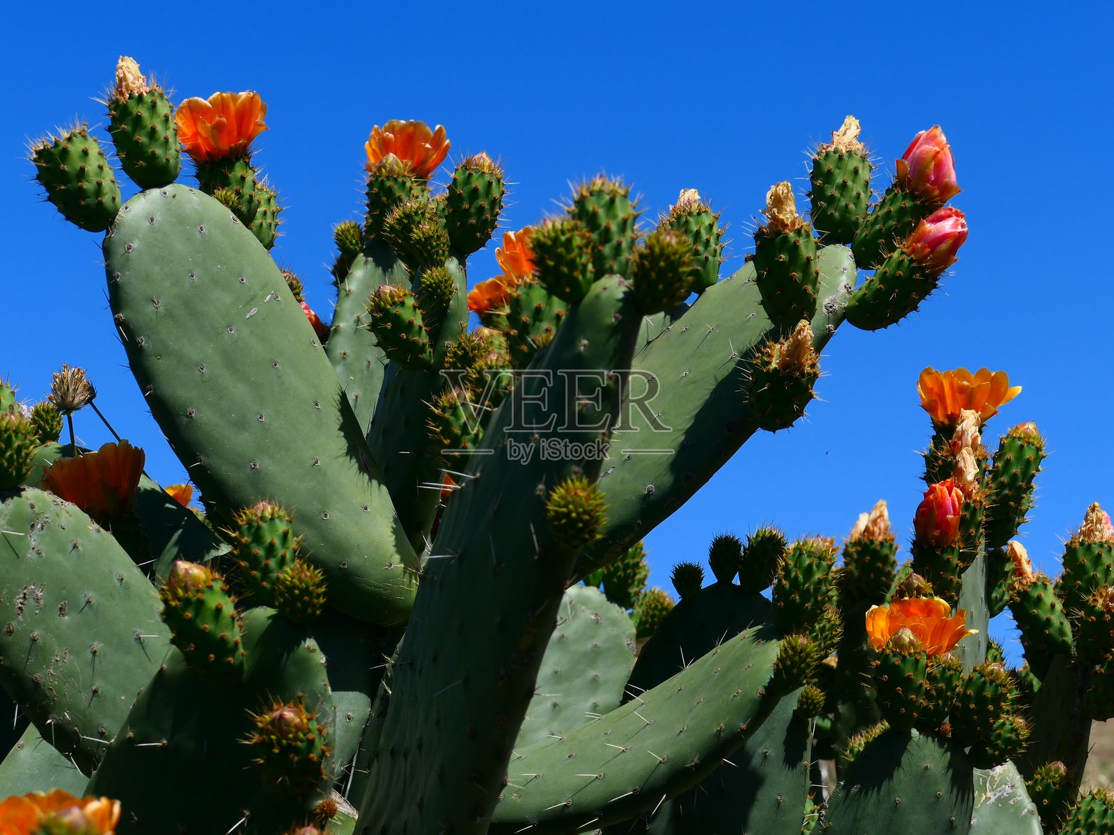 仙人掌花,拉戈梅拉岛,加那利群岛照片摄影图片