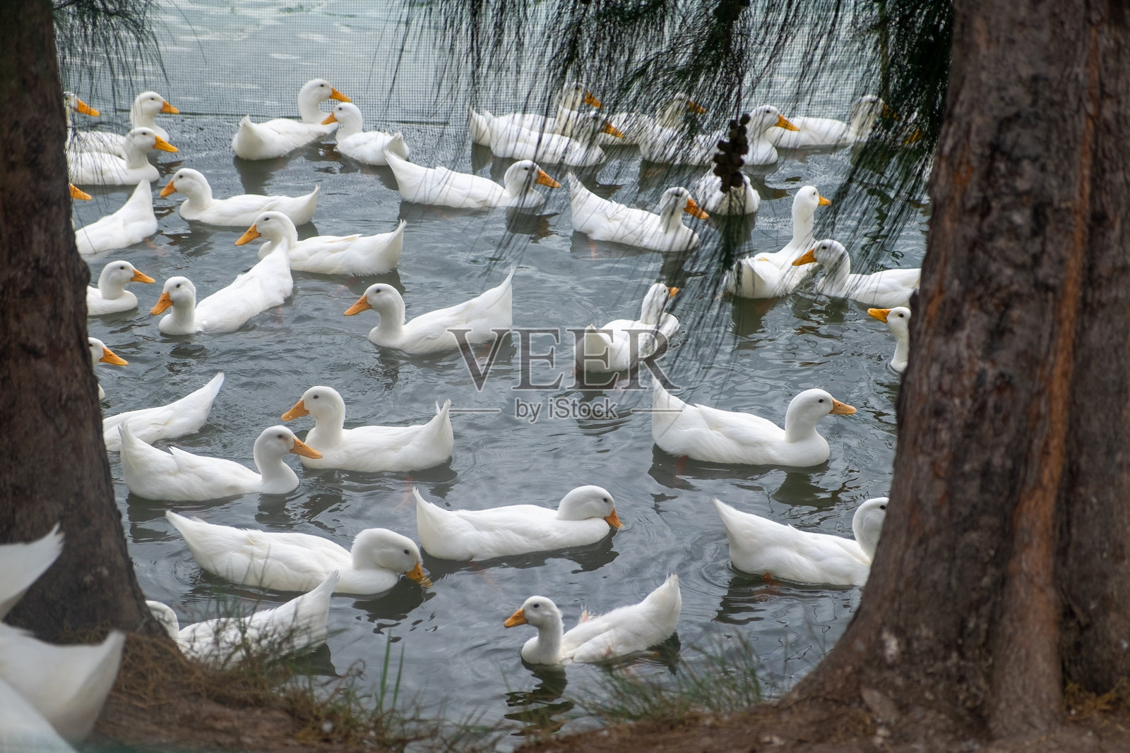 越南的鸭肉和蛋生产养殖照片摄影图片