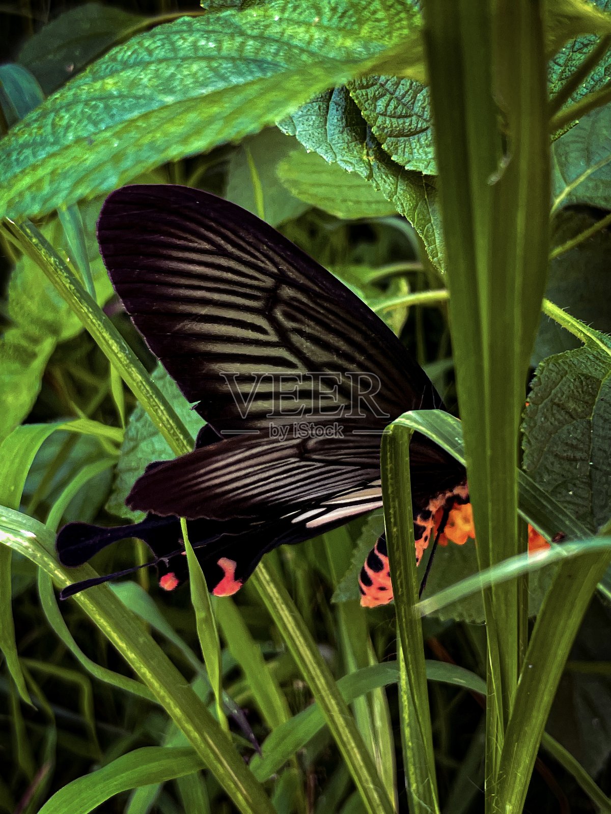 侧面视图的阿里斯托洛基亚蝶(Pachliopta aristolochiae)照片摄影图片