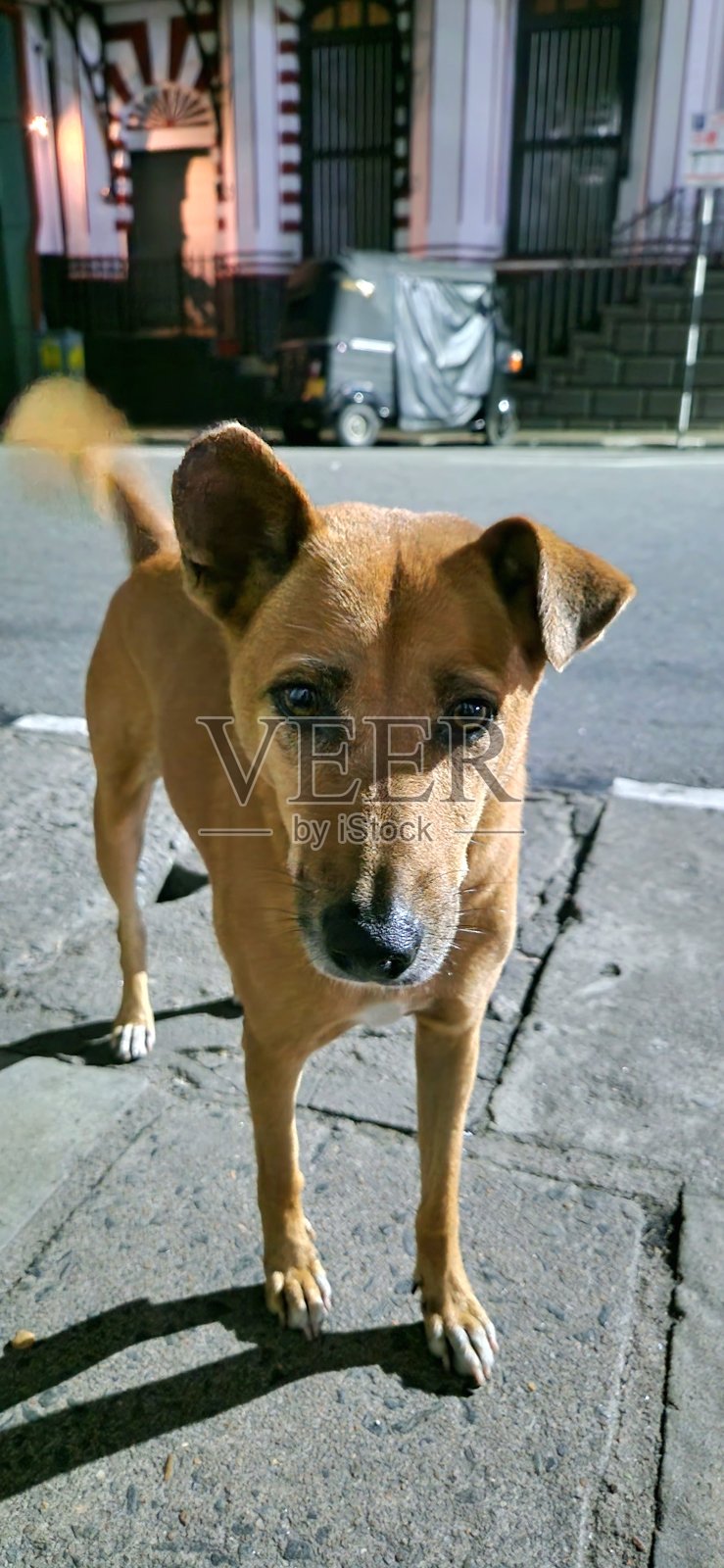 街上的狗照片摄影图片