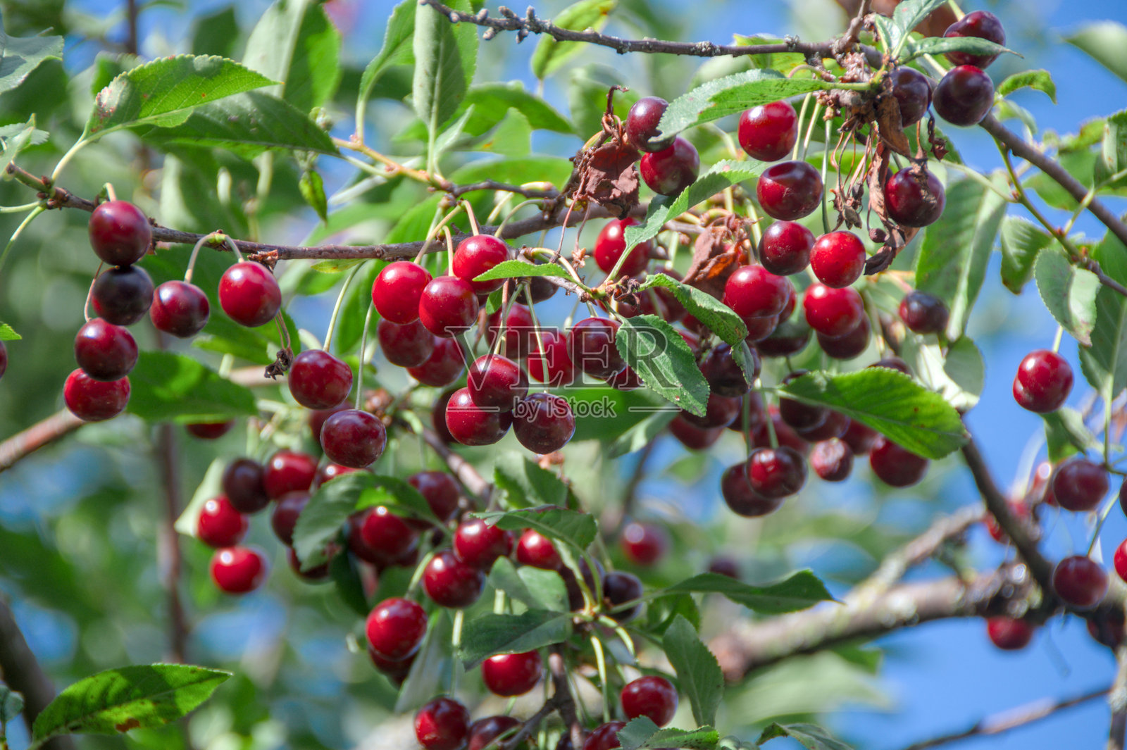 成熟樱桃挂在带有绿叶的树枝上特写镜头照片摄影图片