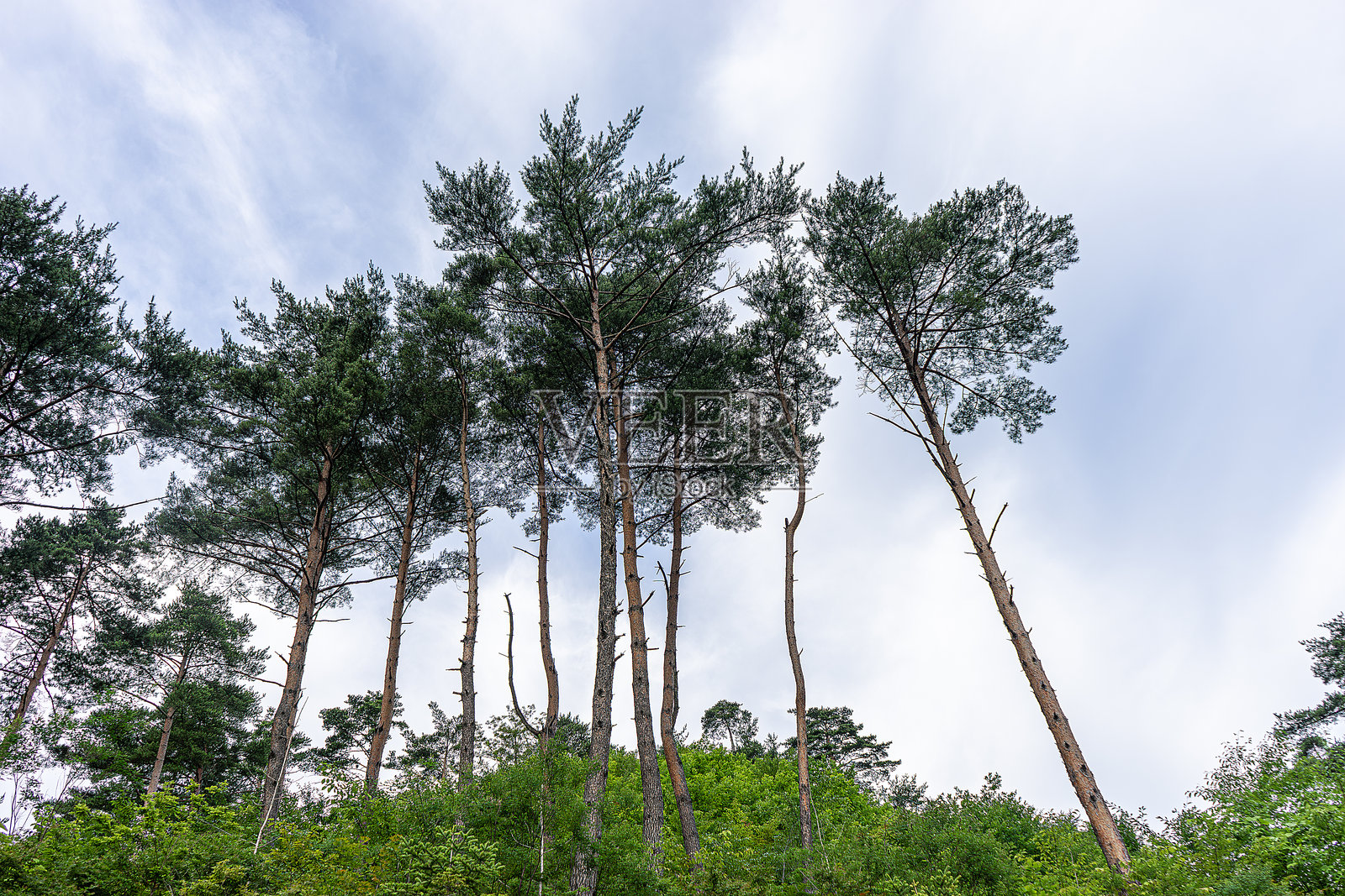 松树照片摄影图片