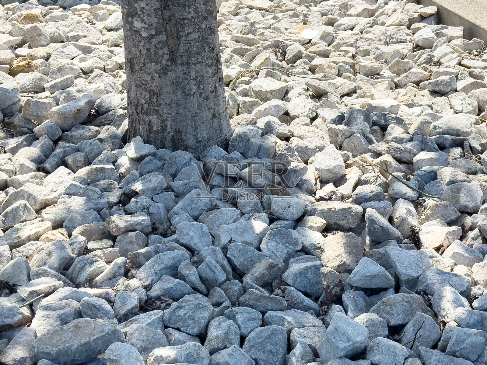 阳光明媚的环境中,树干周围覆盖着岩石的地面照片摄影图片