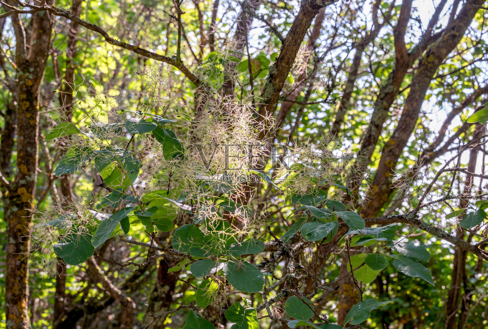 烟熏树(Cotinus coggýgria)的灌木,作为细腻柔软的自然背景。照片摄影图片