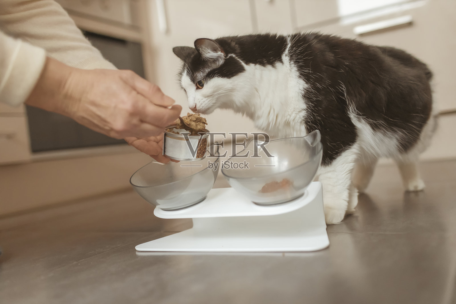 宠物主人正在厨房里喂他的猫照片摄影图片