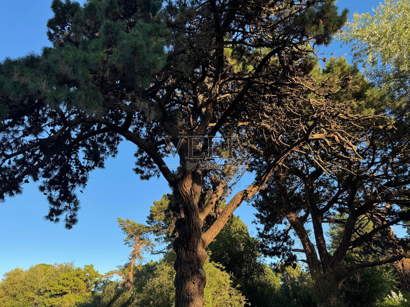 圣布雷拉德的高大树木与复杂的树枝在明亮的蓝天下的美丽景色照片摄影图片