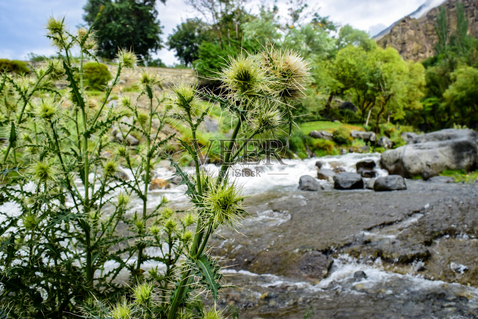 森林中的美丽溪流照片摄影图片