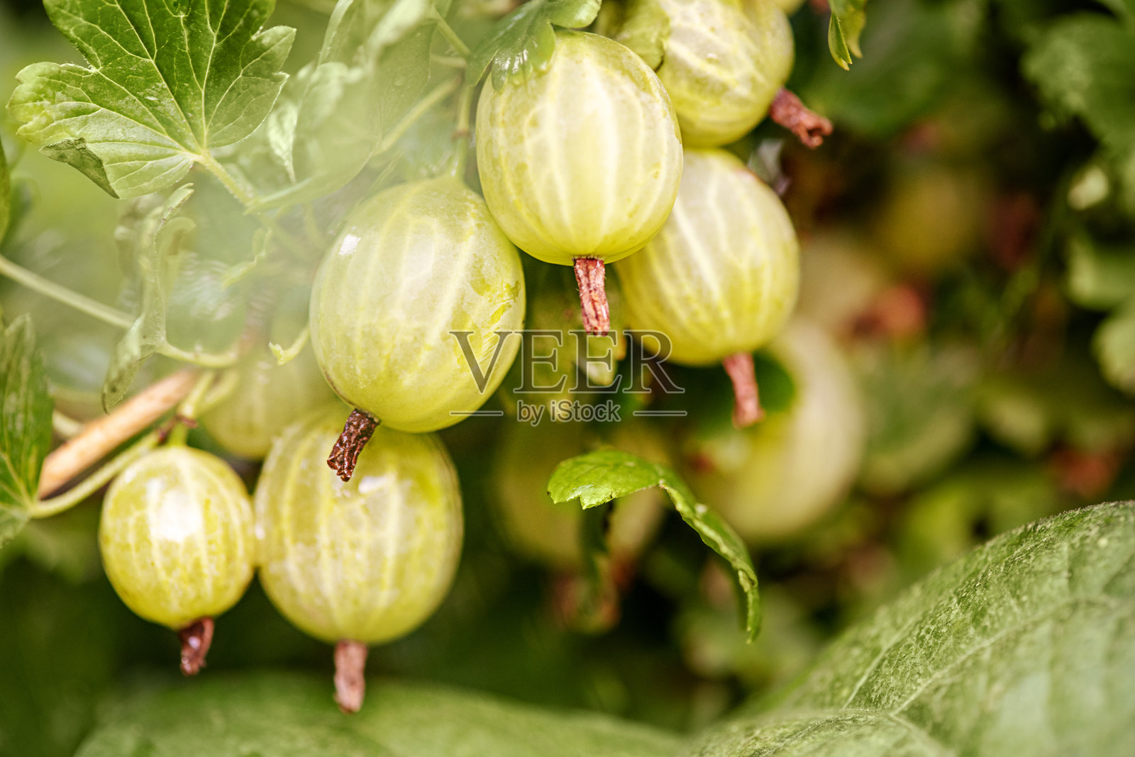 带有浆果的醋栗灌木。醋栗的花园特写照片。照片摄影图片