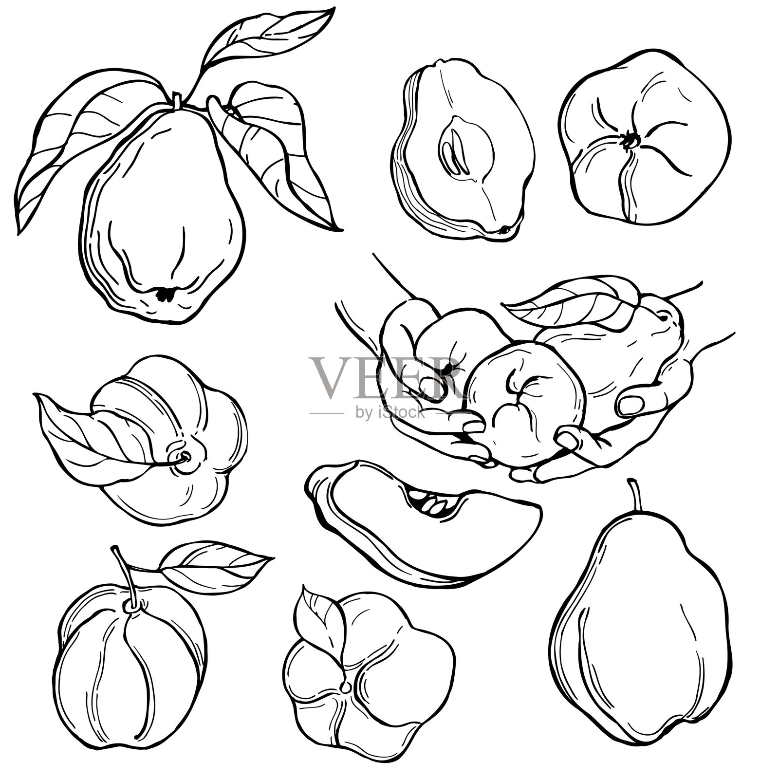 素描的榅桲果。矢量插图。插画图片素材