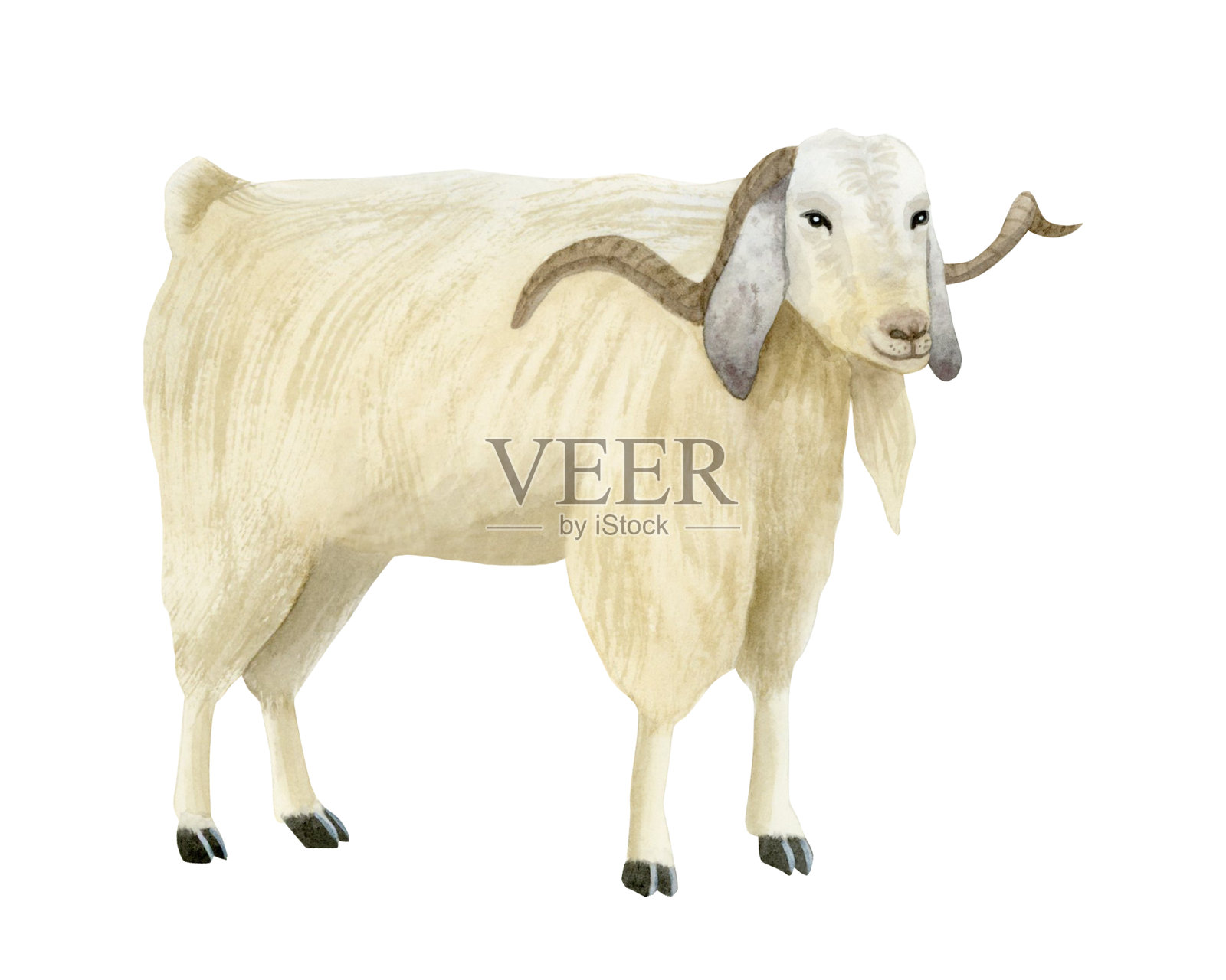 白色有角山羊水彩插图,孤立展示。毛茸茸的农场动物,采用逼真的风格,适用于乡村设计和乡村场景。家畜剪贴画。插画图片素材
