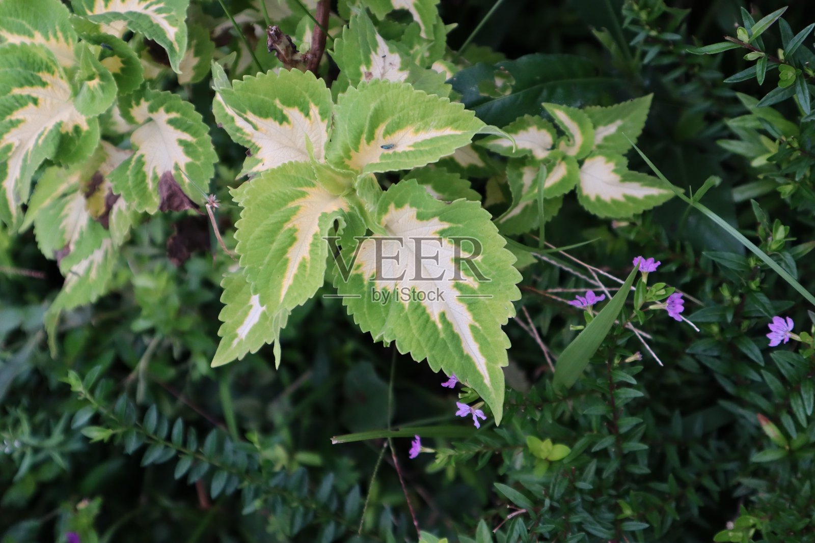 花园里的植物照片照片摄影图片