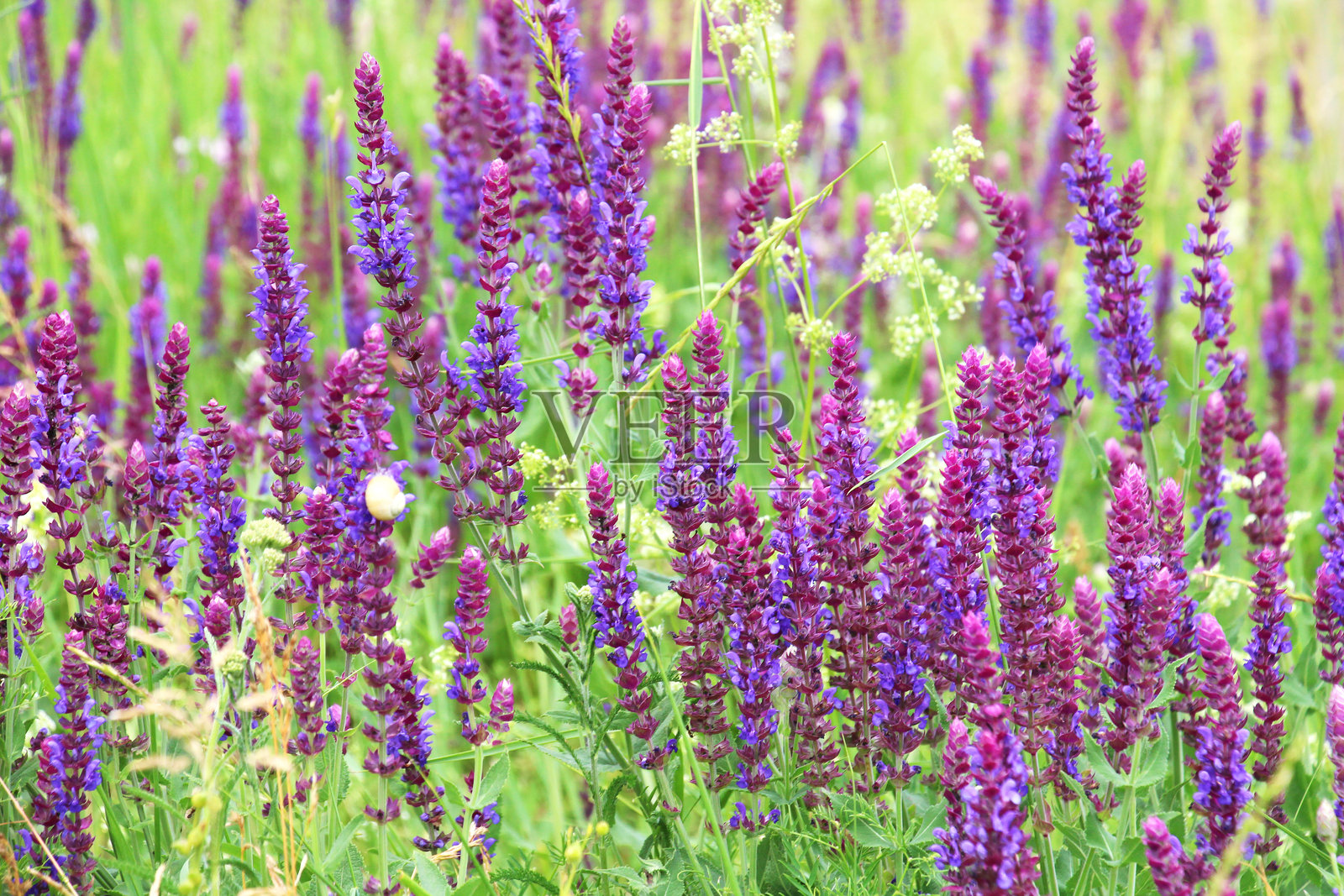 野生生长的鼠尾草(salvia nemorosa)照片摄影图片