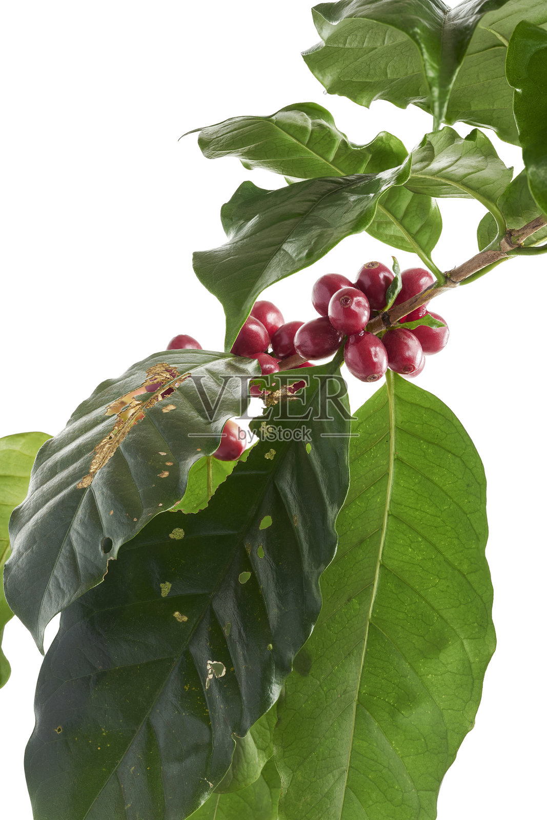 红色咖啡豆与咖啡树的叶子一起,成熟和未成熟的咖啡豆,背景为白色,带有抠图路径。照片摄影图片