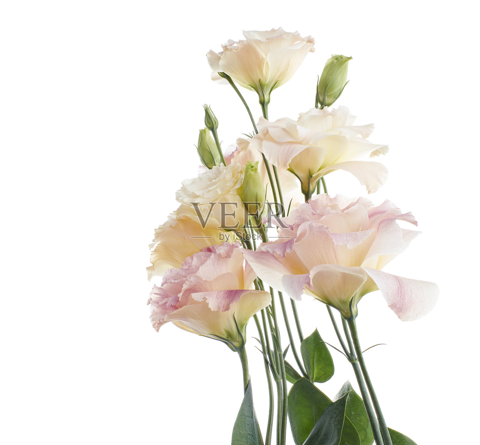 粉色丽莎花、德克萨斯蓝钟花、草原龙胆花,孤立在白色背景上,带有抠图路径照片摄影图片