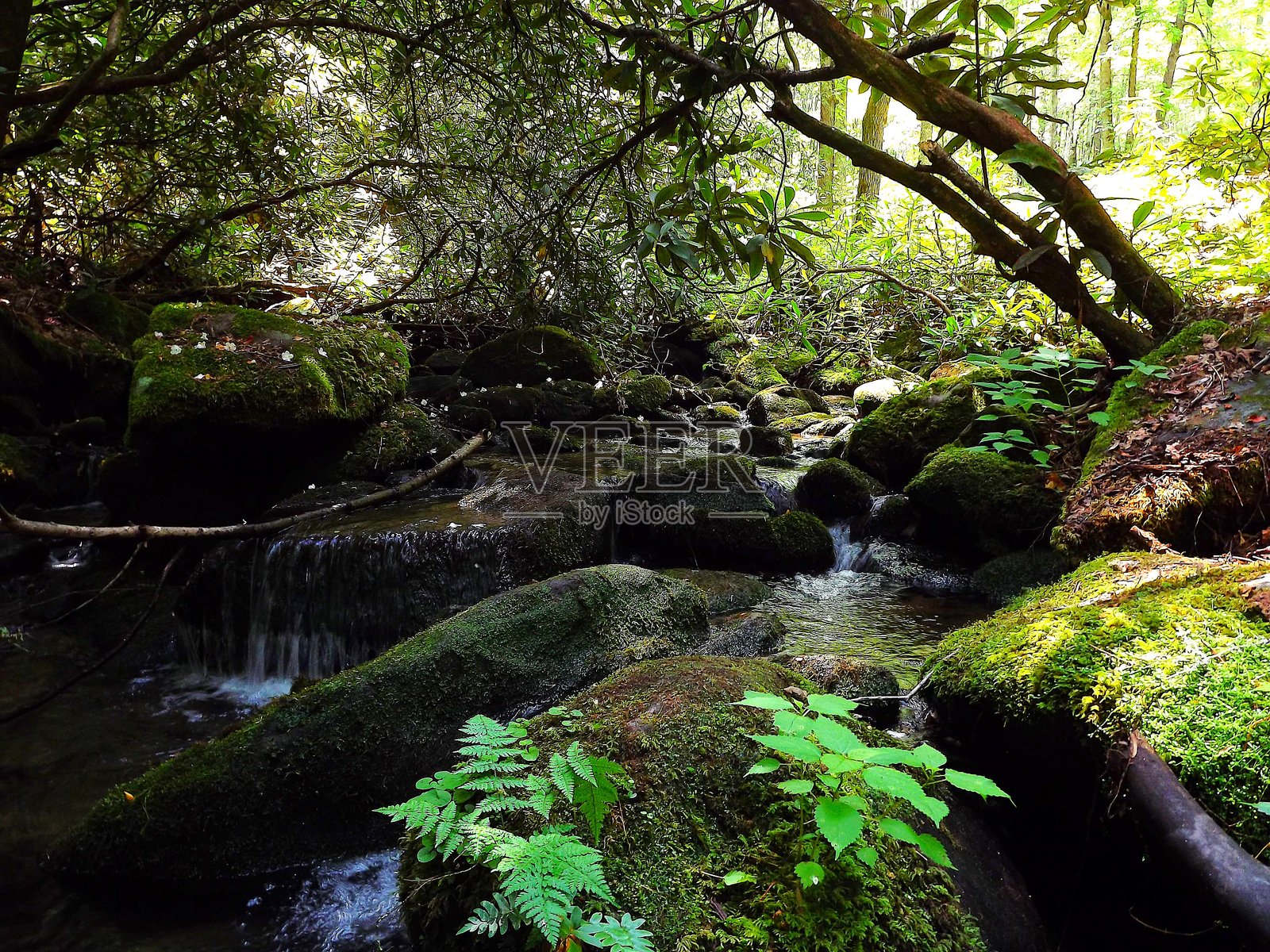 南塔哈拉国家森林和乔伊斯·基尔默纪念森林,北卡罗来纳州照片摄影图片