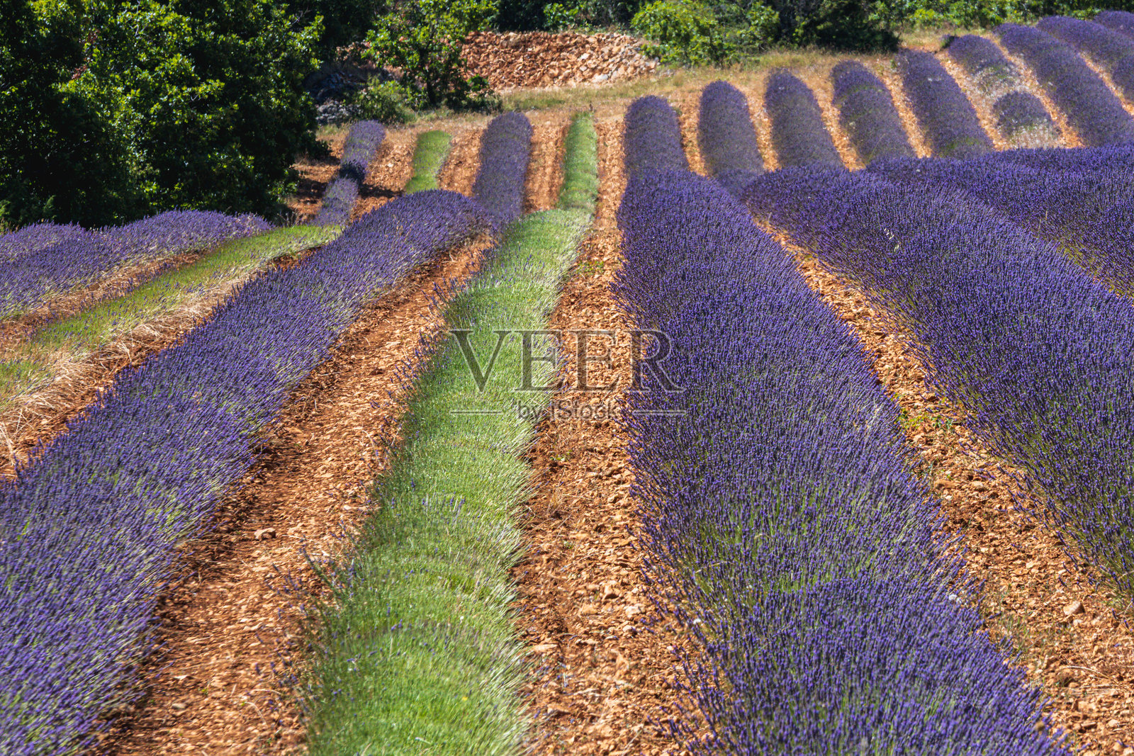 夏季的上普罗旺斯薰衣草田照片摄影图片