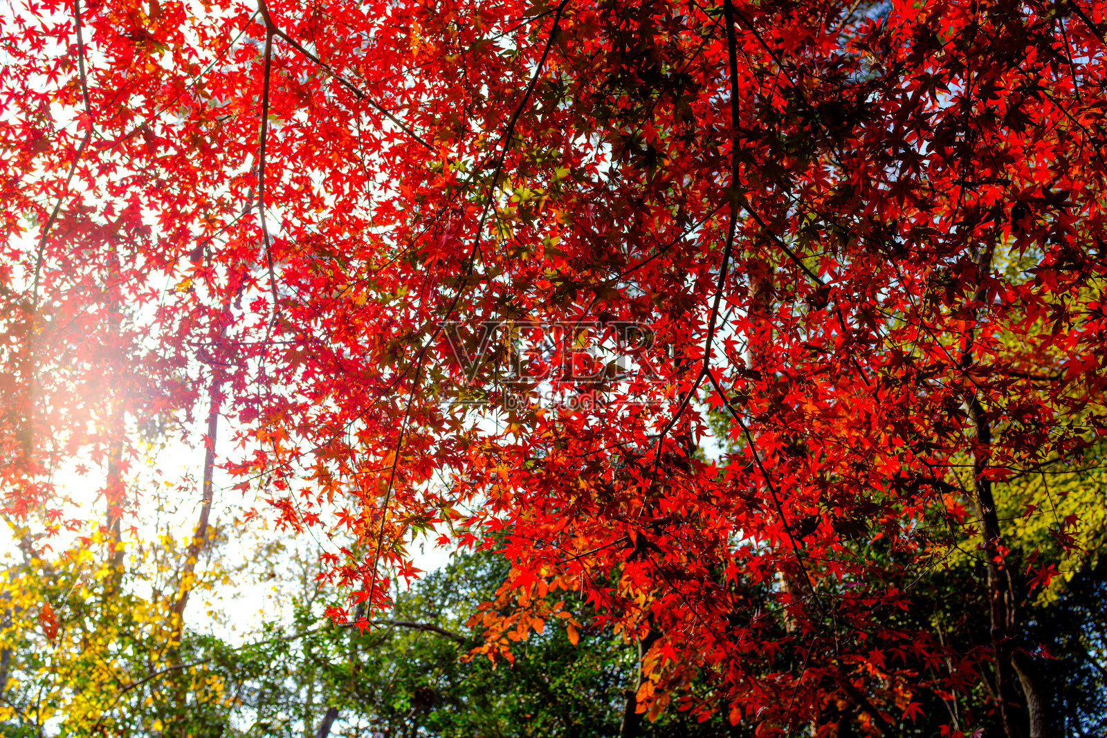 美丽的日本秋叶在阳光下照片摄影图片