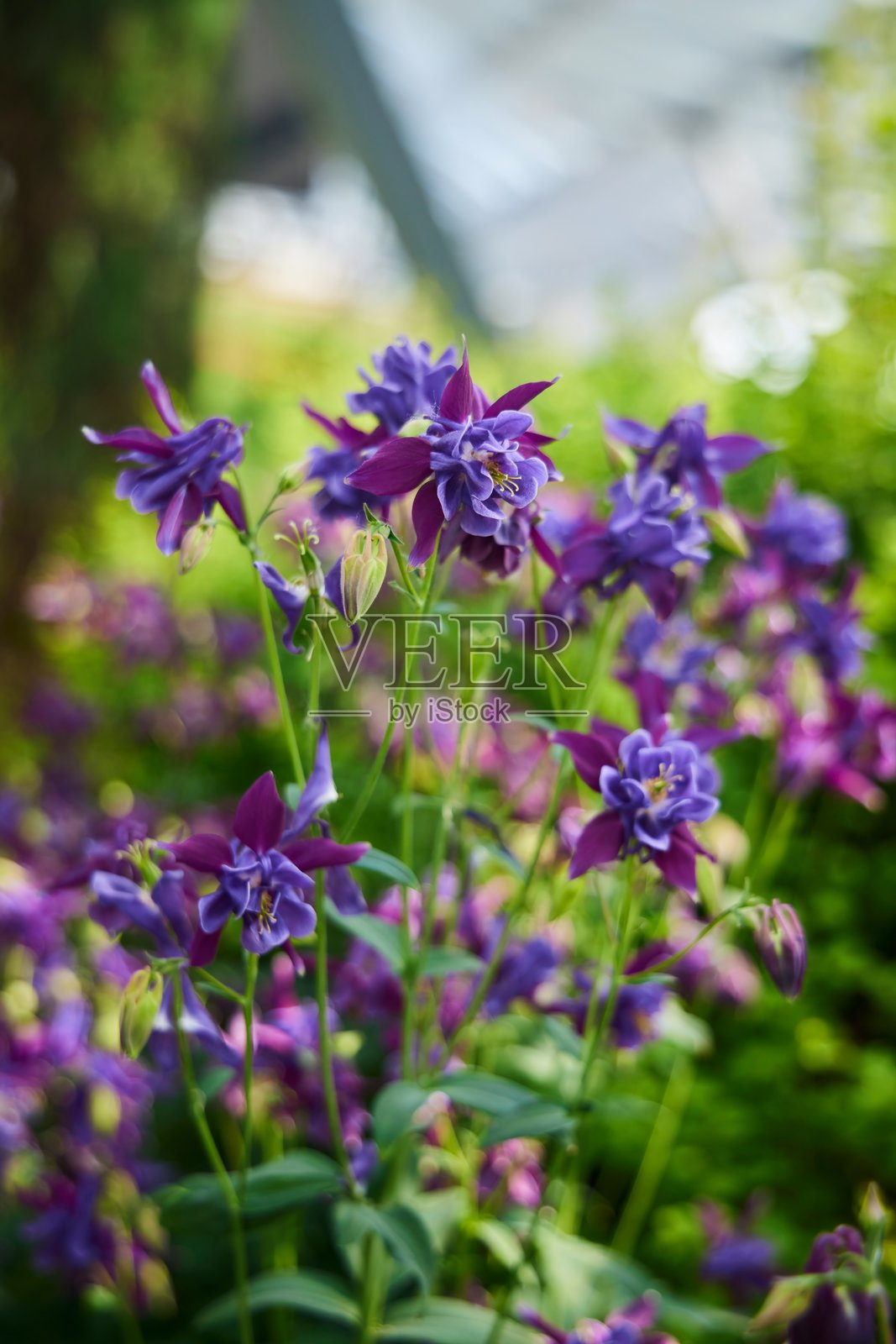 花卉植物水源地,属于毛茛科的多年生草本植物属。照片摄影图片