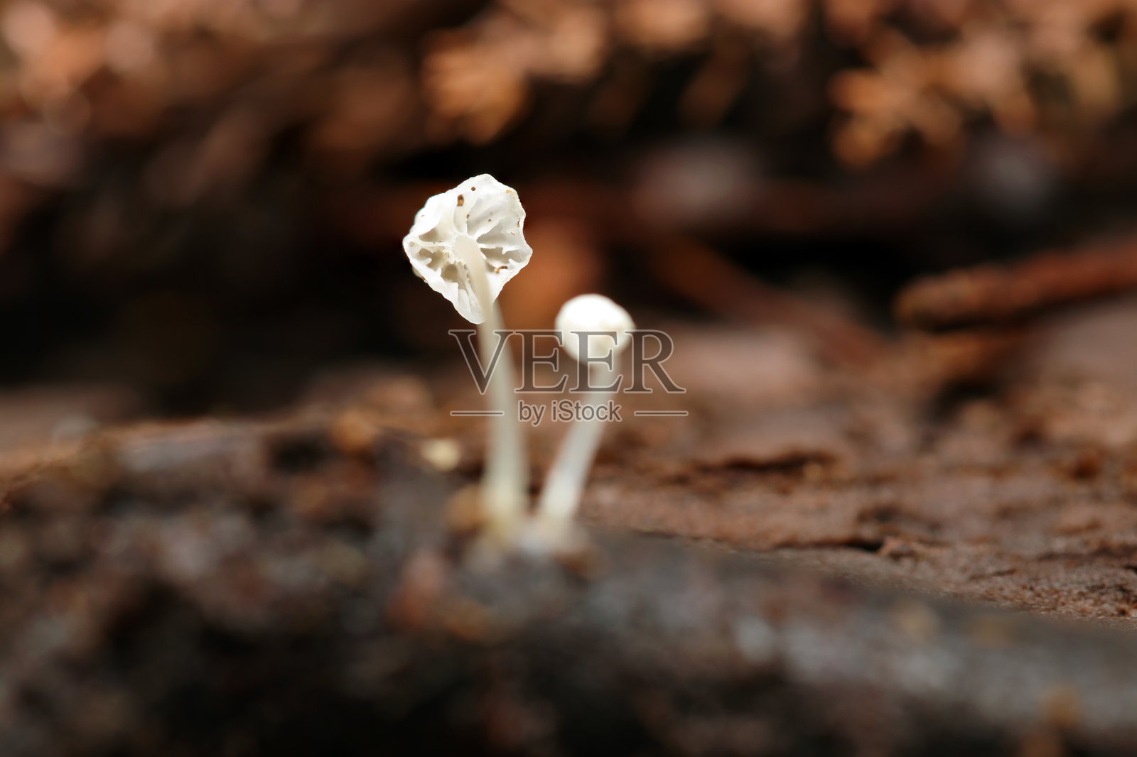 日本杉林的树根处,生长着小巧而美丽的白色真菌,属于菌根菌类,生长在腐烂的树枝上(背鳃设计。真菌,真菌学特写微距摄影)照片摄影图片