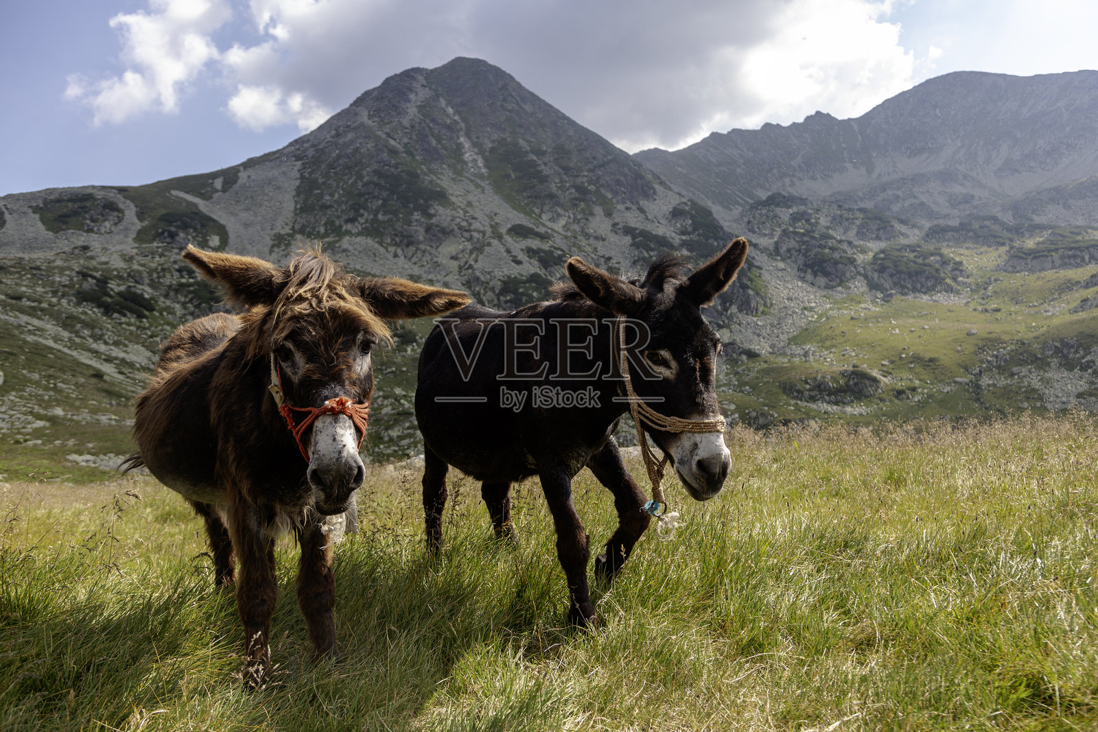 一对在高地牧场工作的驴子,背景是山脉风光照片摄影图片