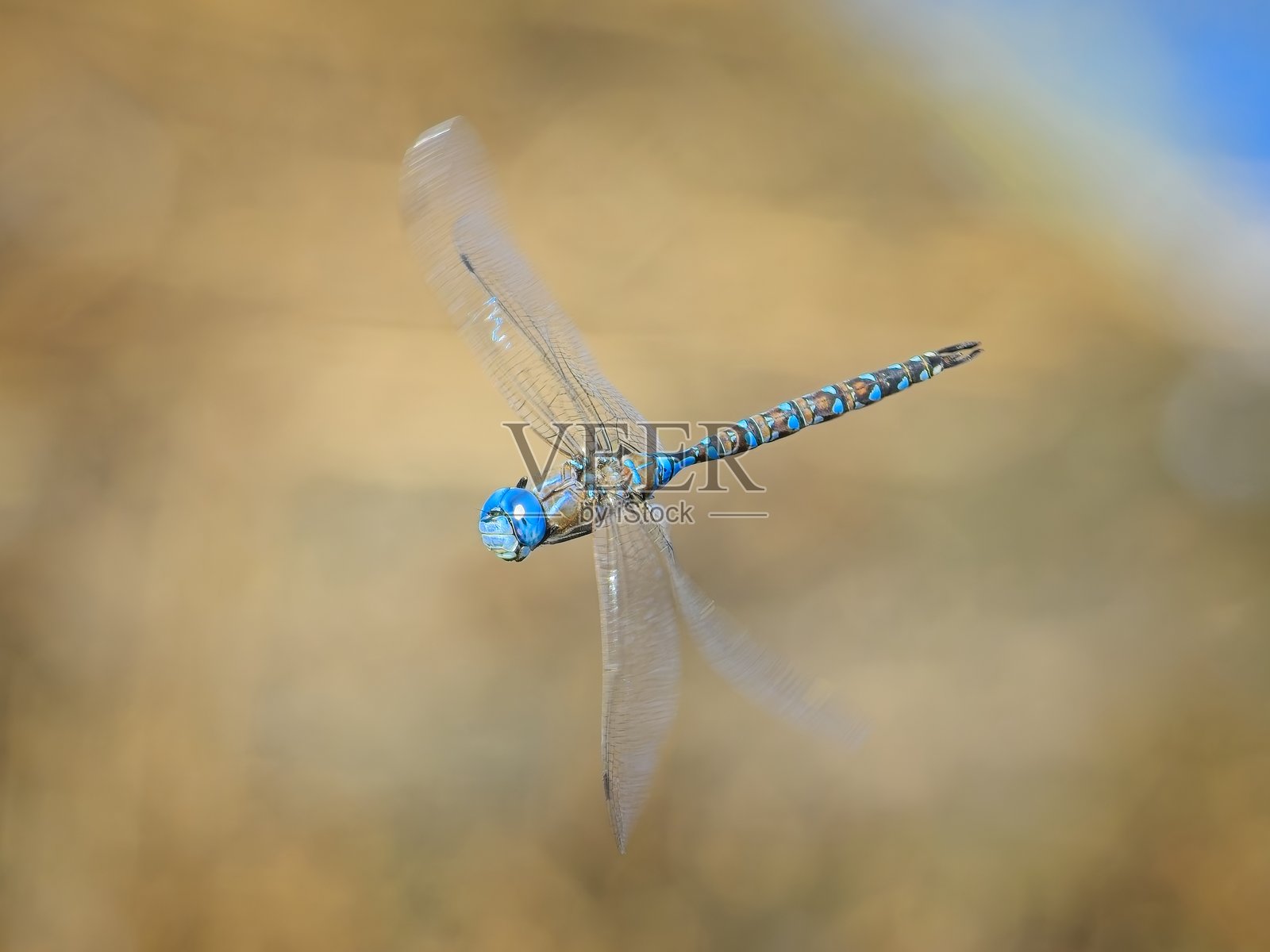 蓝色蜻蜓在空中盘旋。照片摄影图片