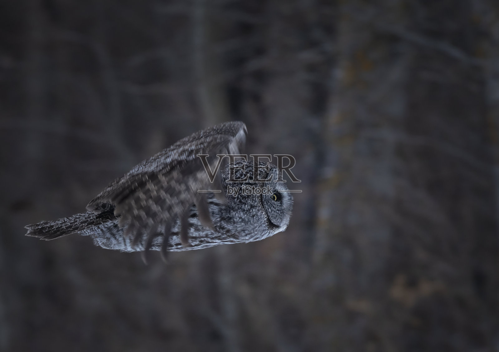 一只伟大的灰色猫头鹰在傍晚时分翱翔于空中照片摄影图片