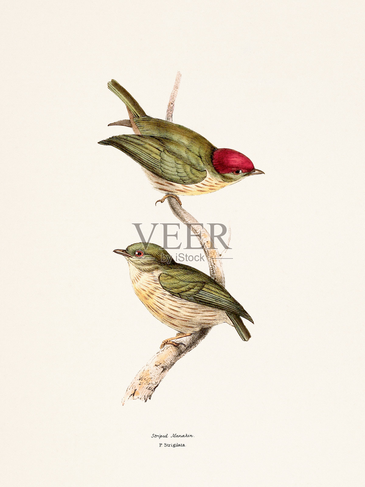 热带鸟类插图。伦敦,1841年。插画图片素材