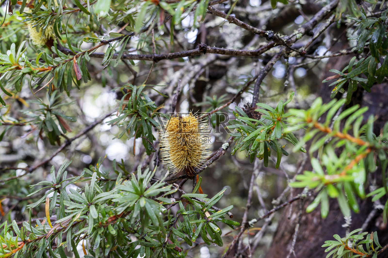银色银行树与花序(银行树),塔斯马尼亚,澳大利亚照片摄影图片