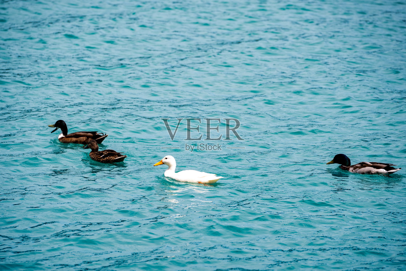 沃尔特湖上三只鸭子的景象照片摄影图片