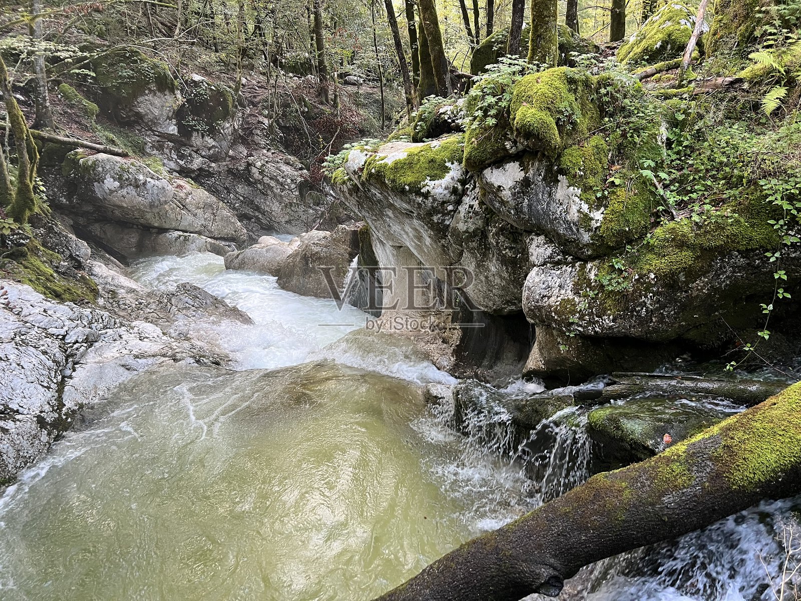 Šunik水林区的Lepenjica溪流或Lepenca溪流在Lepena的阿尔卑斯山谷(斯洛文尼亚博韦茨)照片摄影图片