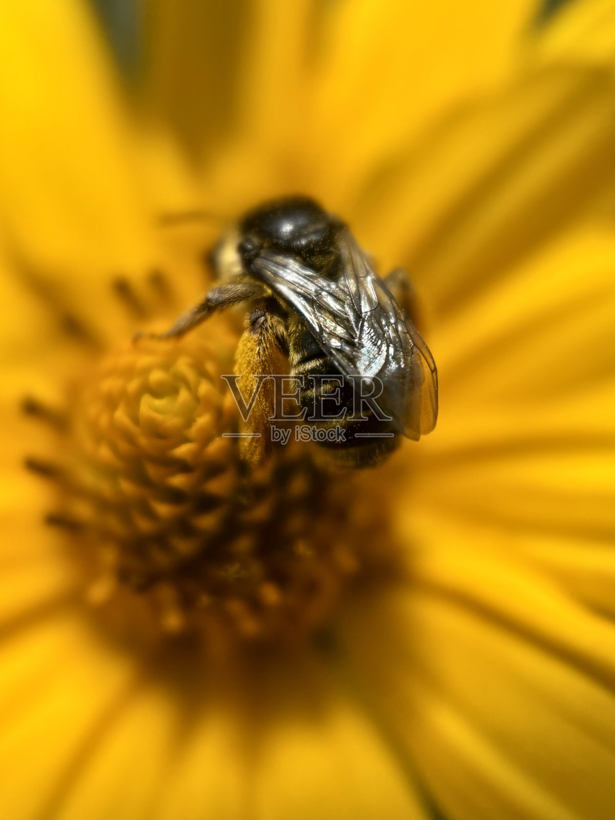 一种地面筑巢的蜜蜂——小圆蜂(Colletes compactus)。照片摄影图片