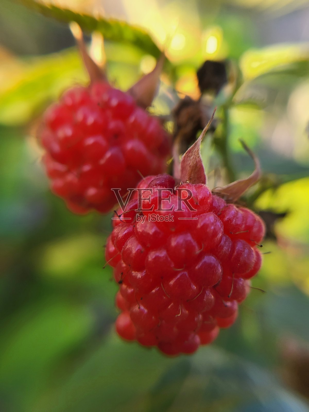 夏日阳光下鲜艳的覆盆子特写照片摄影图片