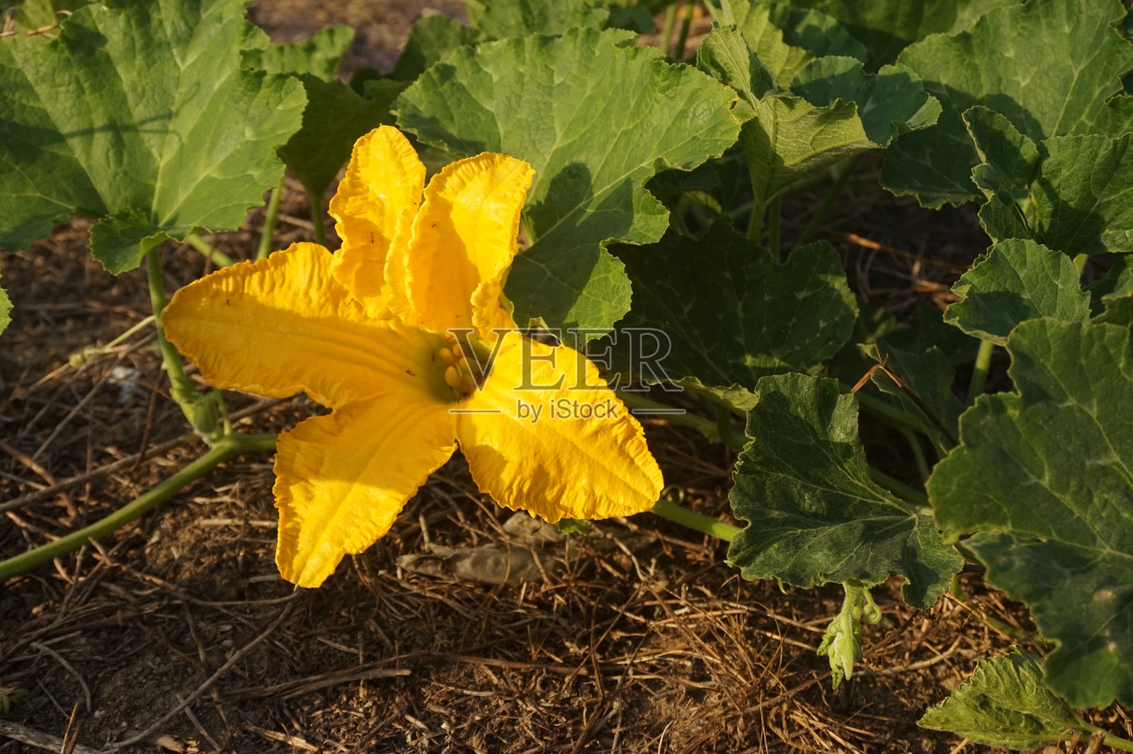 金色时光的光线照亮了黄色花朵,背景是山脉。照片摄影图片