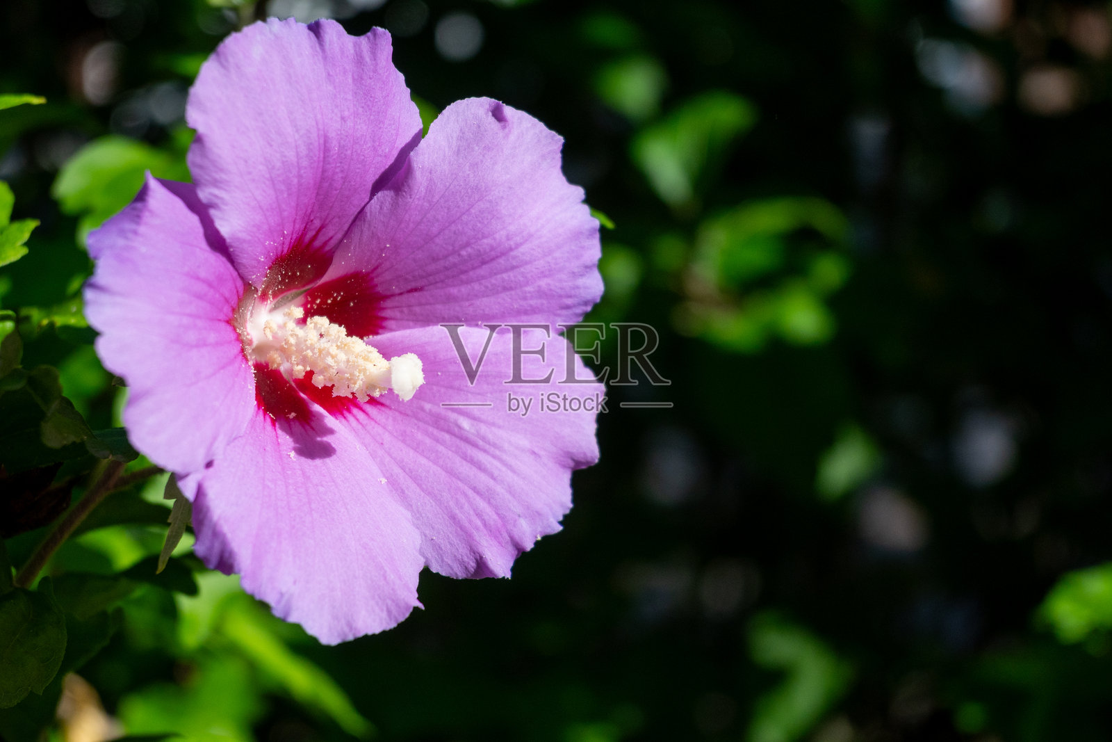 盛开的木槿花特写照片摄影图片