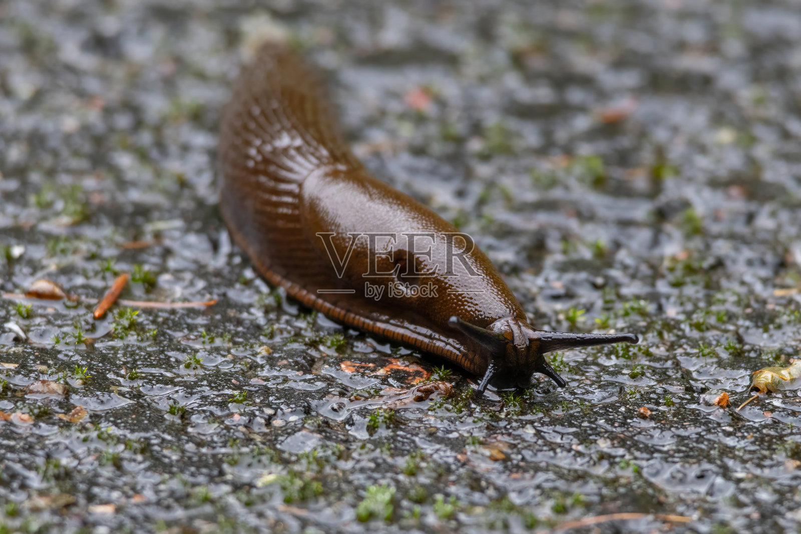 夏季地面上的砖红色、脏橙色或棕色西班牙蛞蝓(阿里昂蛞蝓或阿里昂卢西塔尼库斯)的特写。照片摄影图片