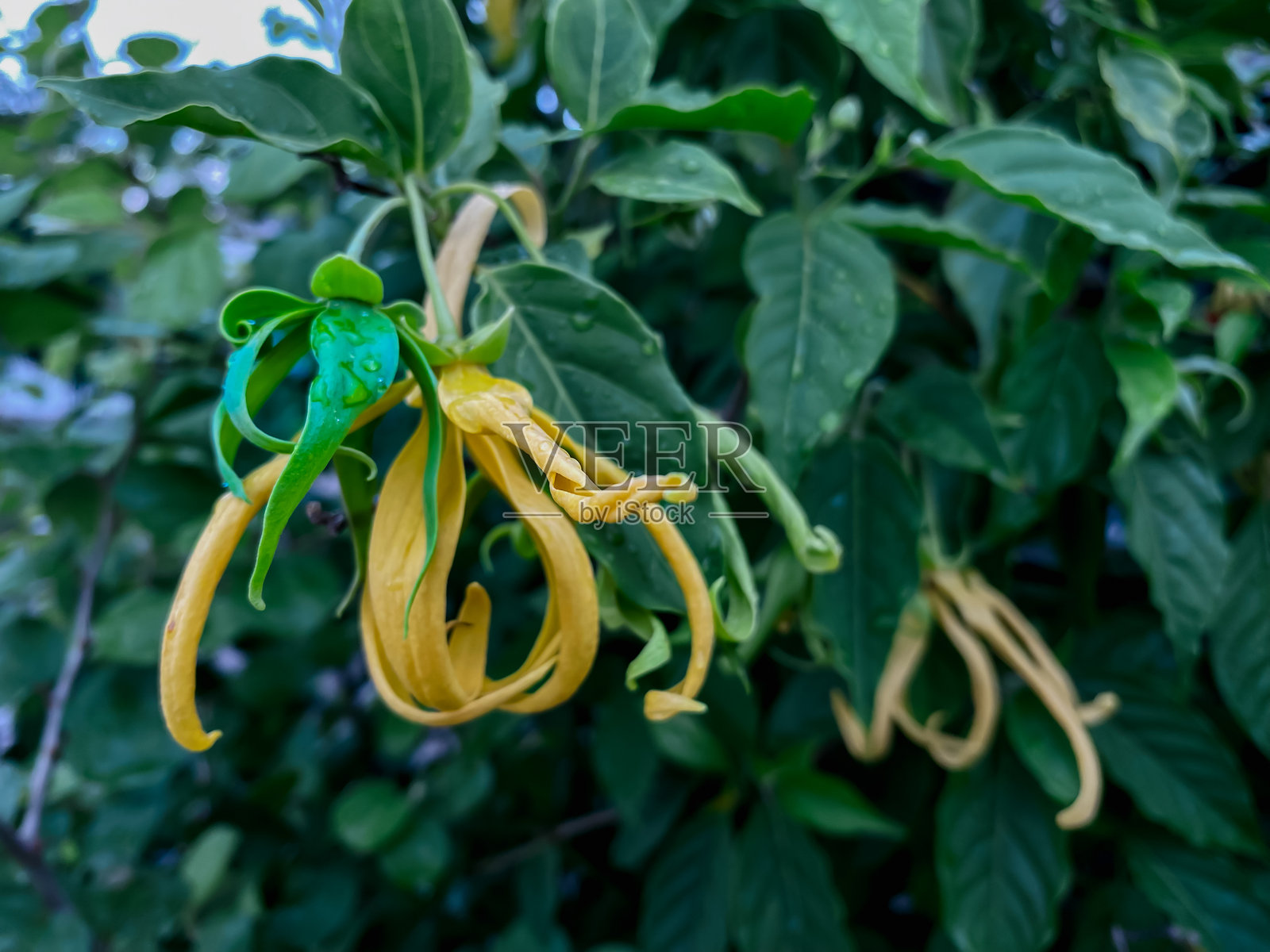 矮叶香树(Desmos chinensis)照片摄影图片