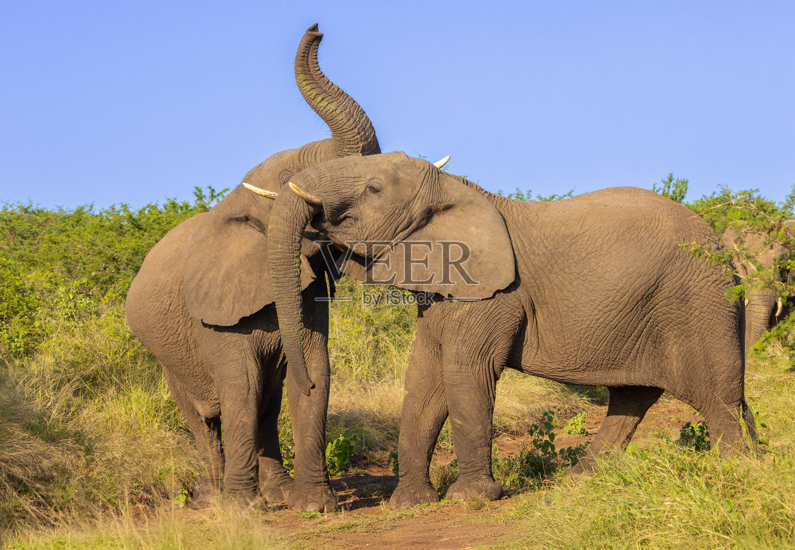 南非的非洲象展示社交行为照片摄影图片