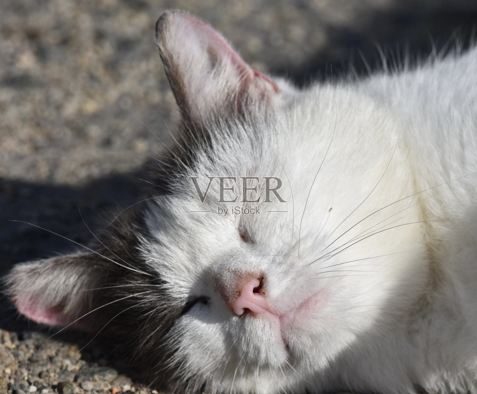 一只白黑相间的猫头在法国萨尔特的地板上睡觉照片摄影图片