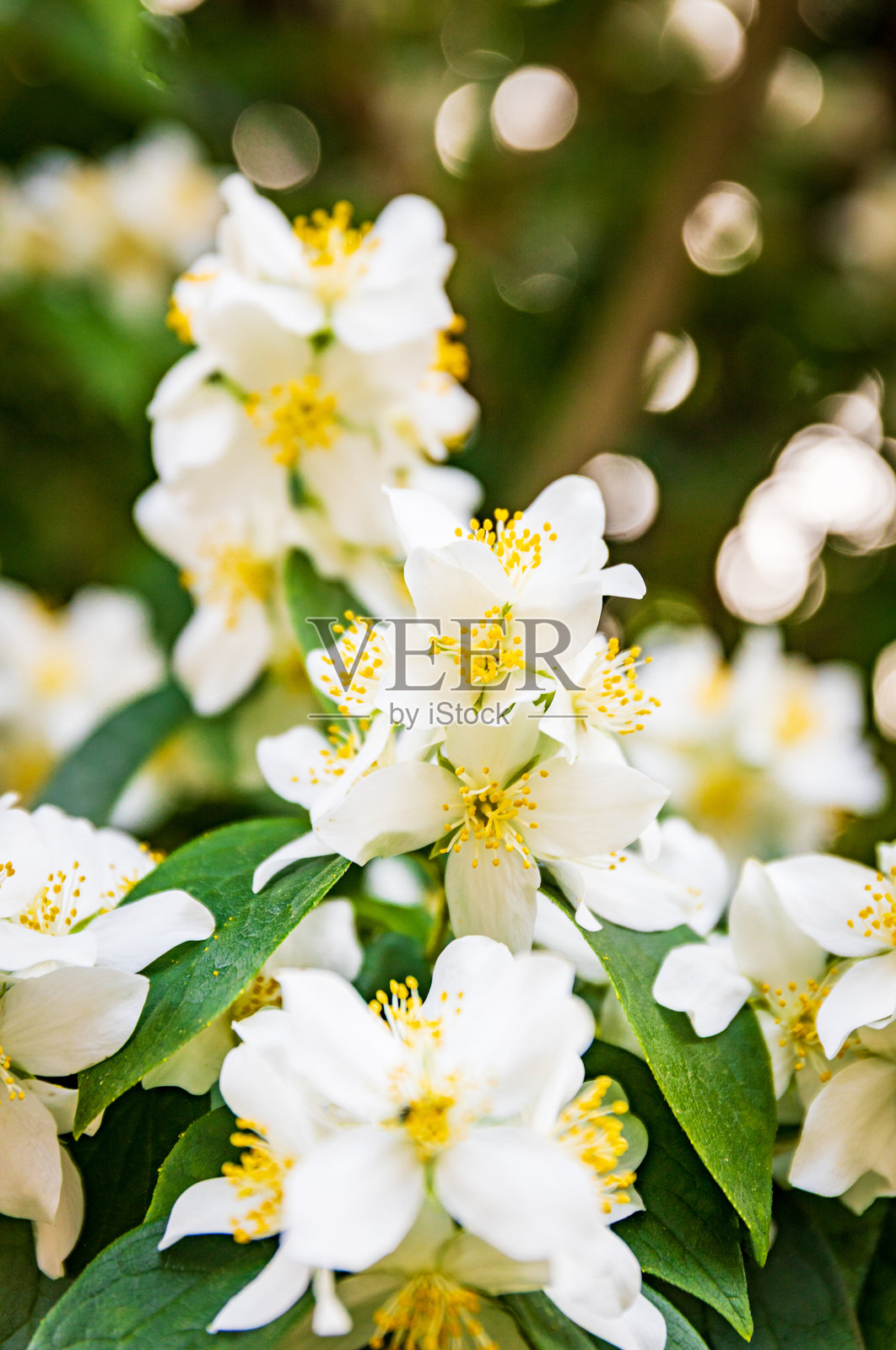 夏天,白色茉莉花在花园中盛开。照片摄影图片