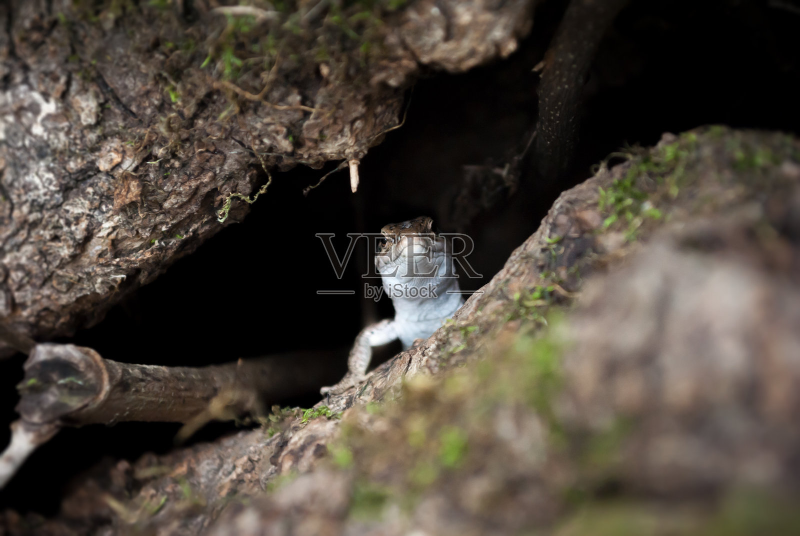 蜥蜴照片摄影图片