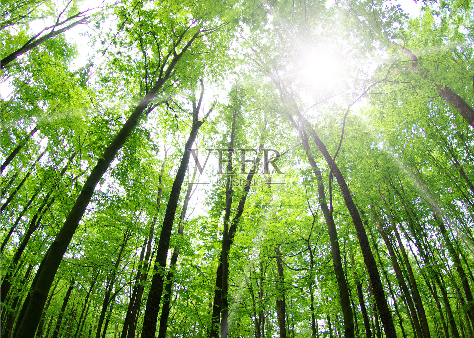 森林照片摄影图片