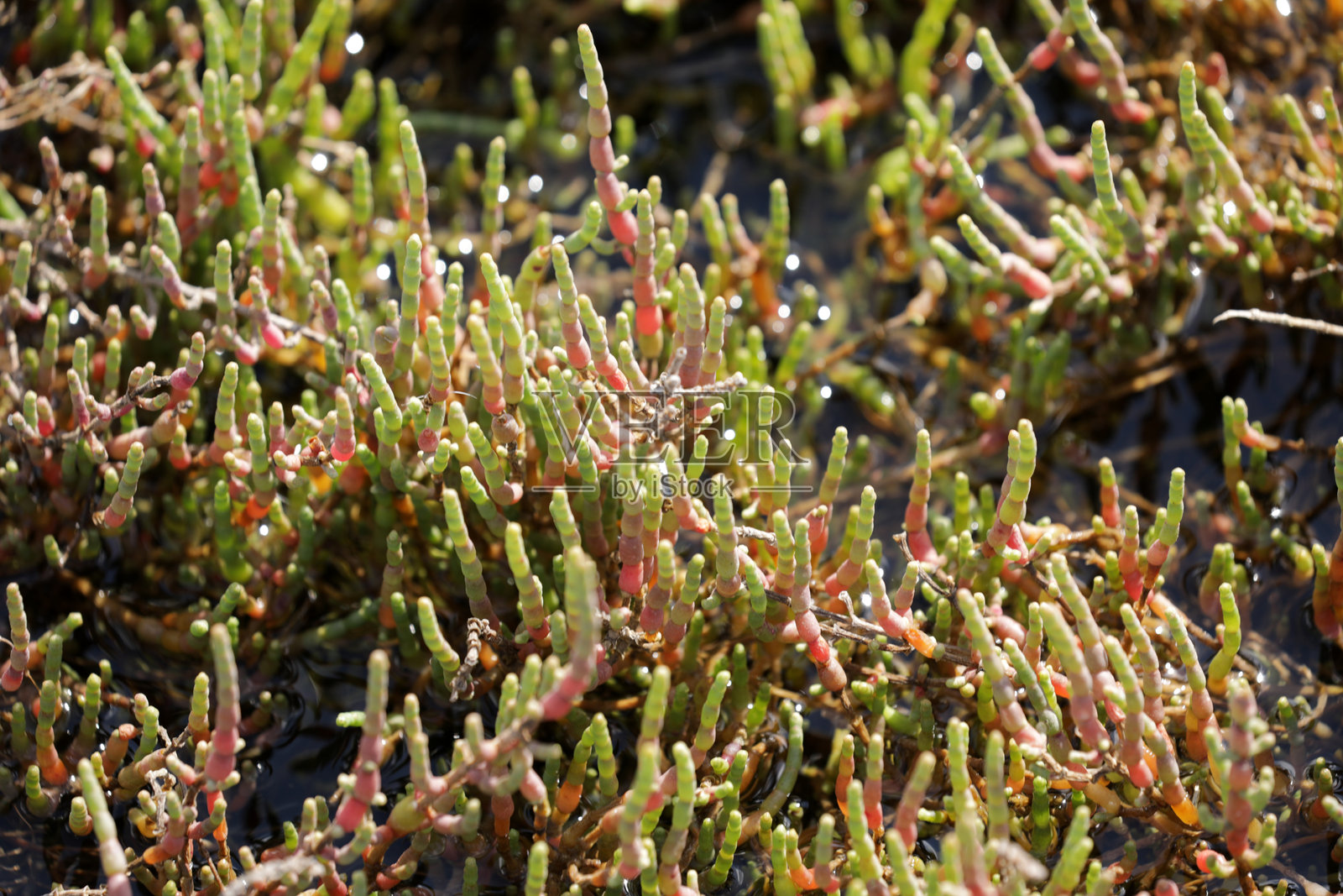海水中的盐生植物海蓬子照片摄影图片