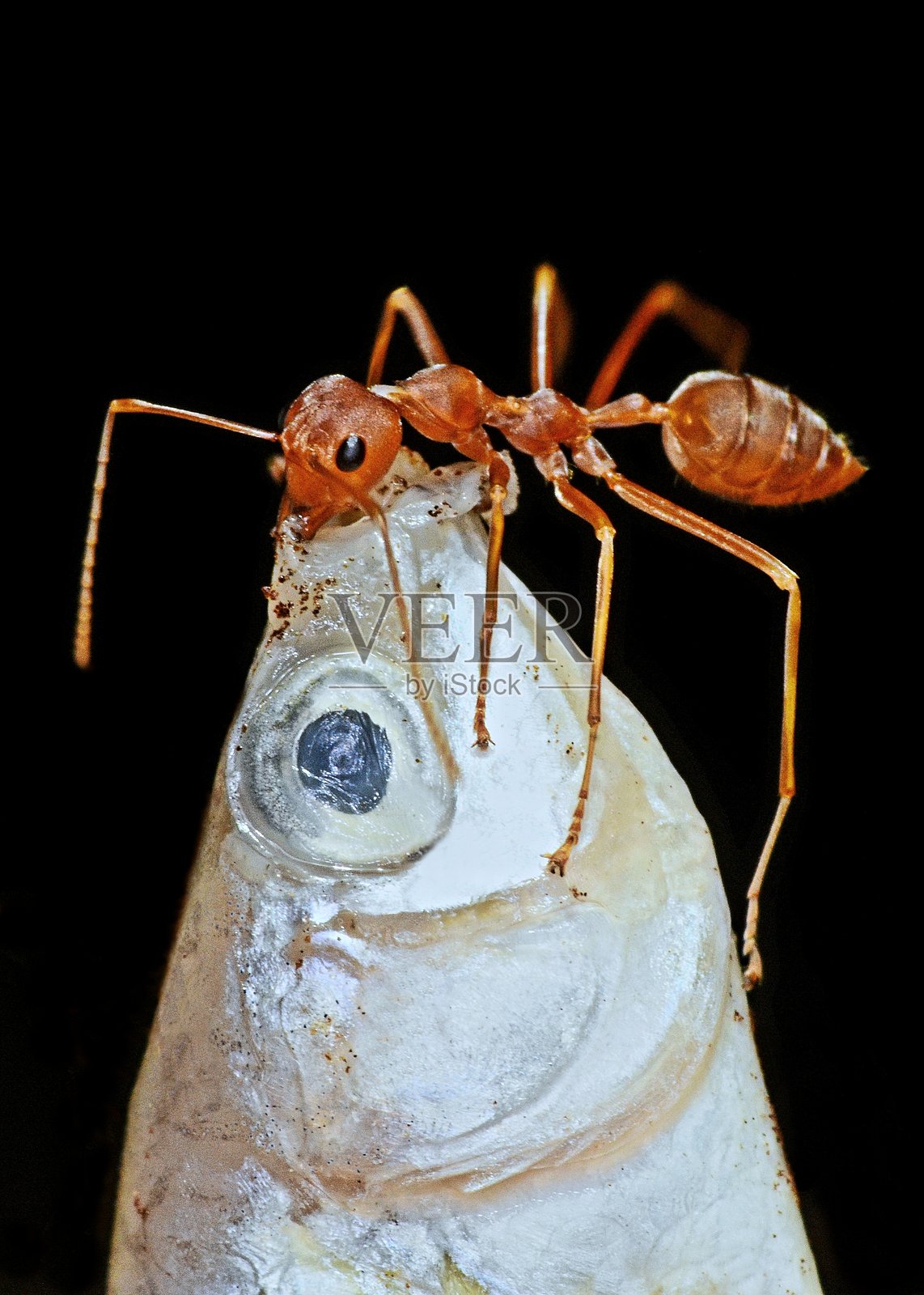 蚂蚁咬鱼嘴 - 动物行为。照片摄影图片