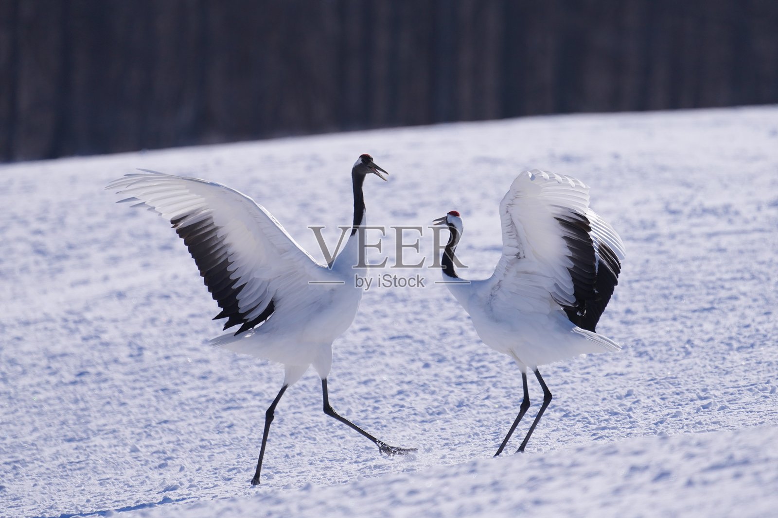 北海道的丹顶鹤照片摄影图片