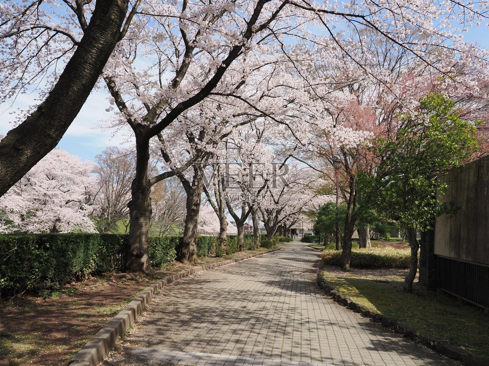 山形的樱花树照片摄影图片