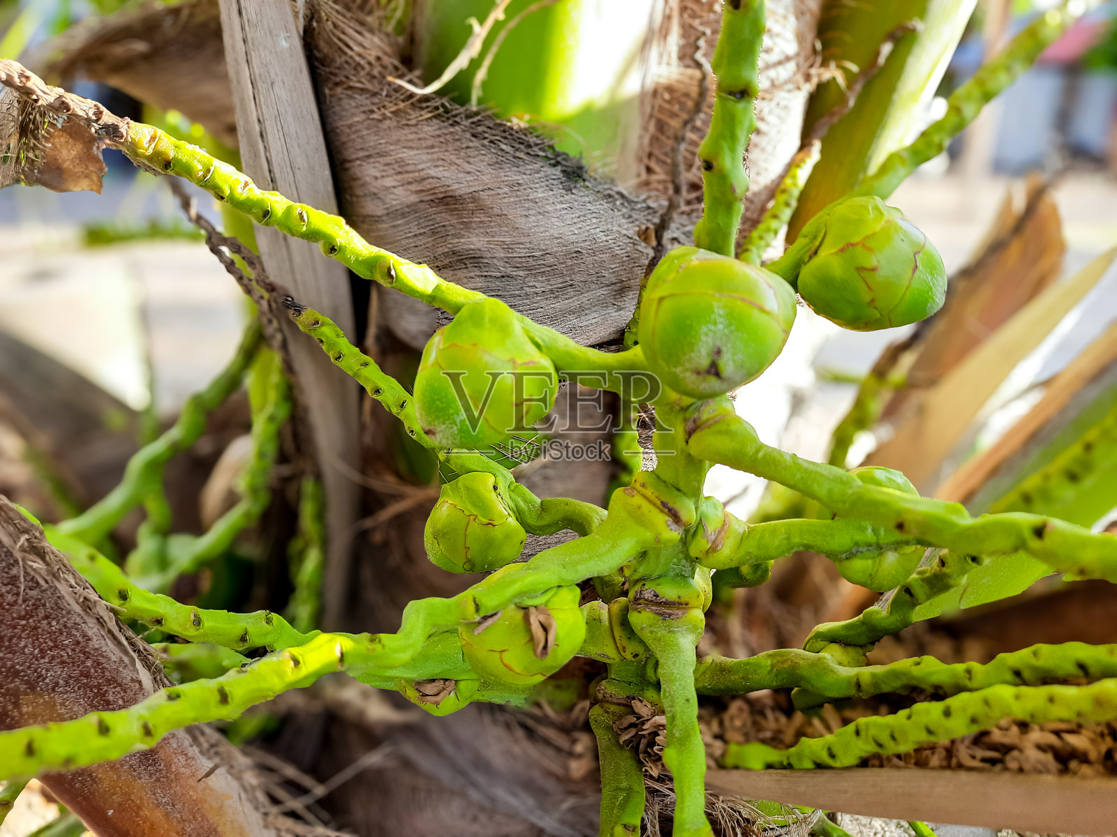 年轻的椰子芽或布鲁鲁克在树上生长照片摄影图片