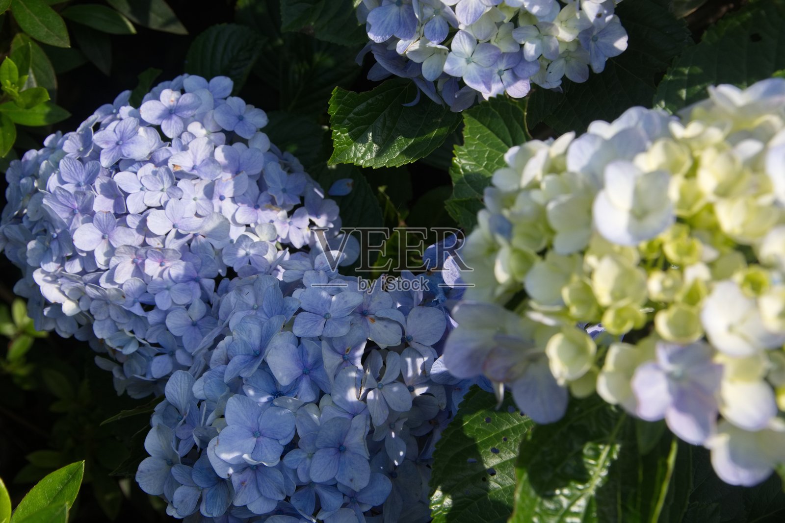 山中的花朵照片摄影图片