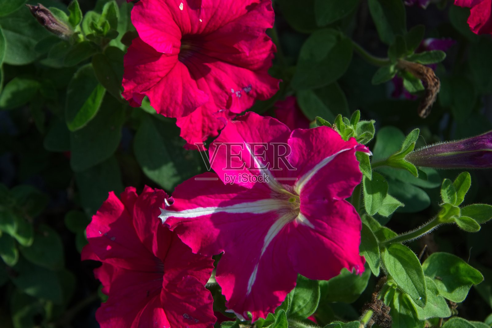 山中的花朵照片摄影图片