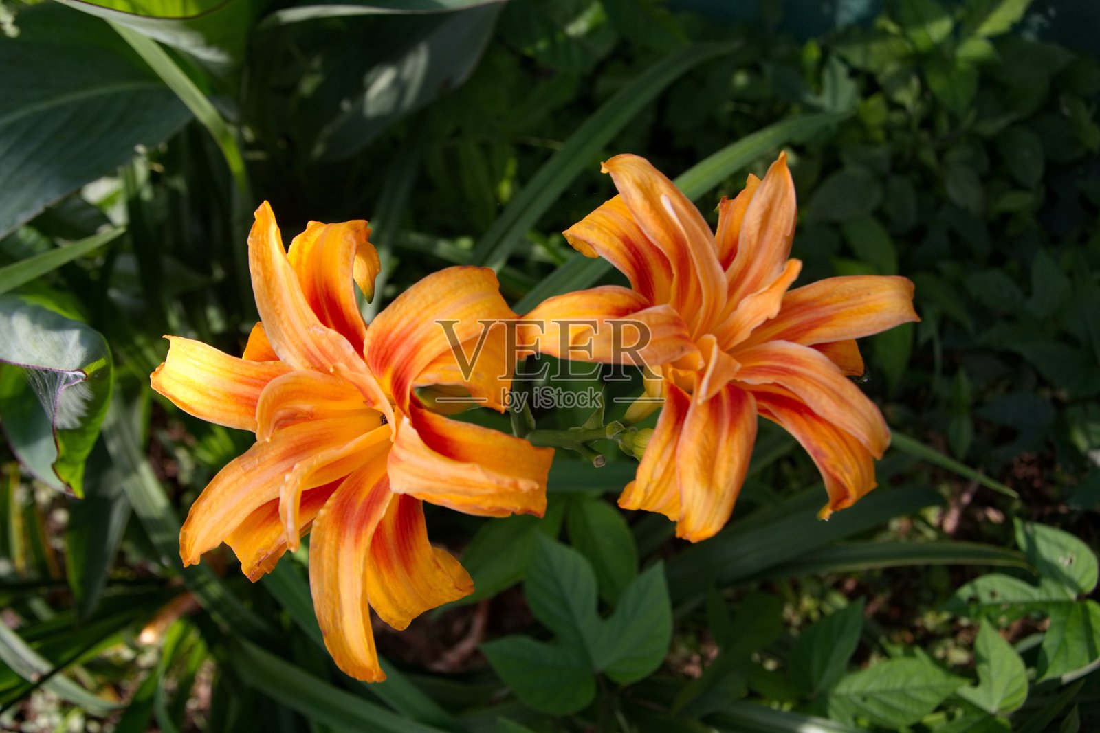 山中的花朵照片摄影图片